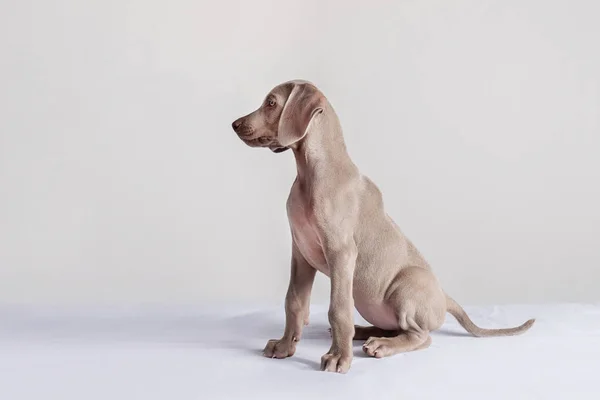 stock image Weimaraner puppy sitting and looking to the side. Pedigree dogs