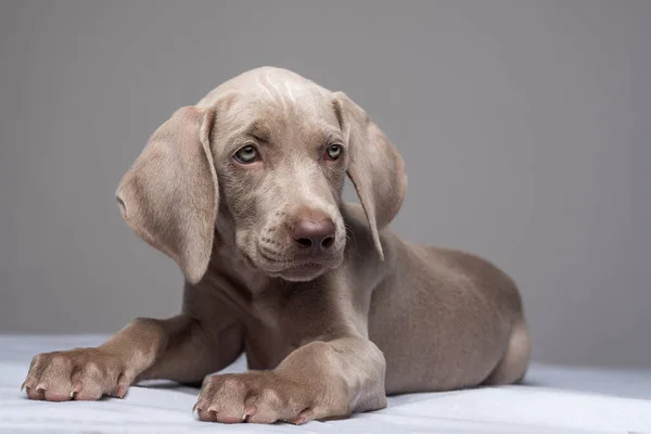 美しい青目のWeimaraner子犬の肖像が横たわっており 灰色の背景に直立頭 — ストック写真