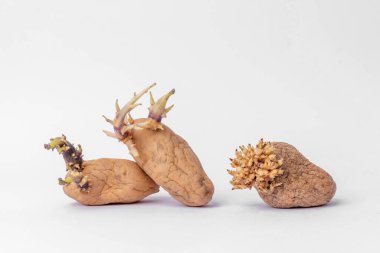 Yellow potatoes with sprouts on a white background. Sprouted potatoes. They are not toxic or poisonous, but it is best not to consume them
