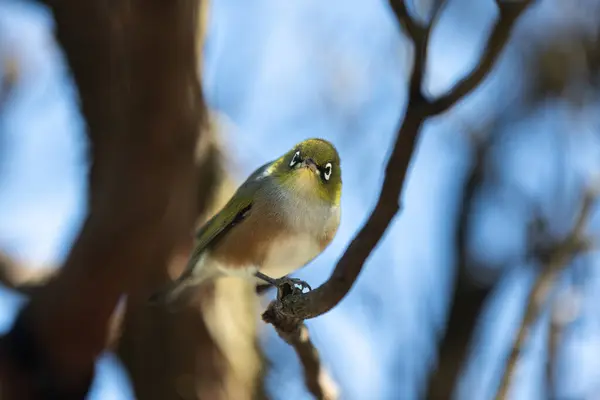 Yeni Zelanda Waxeye kuşu, aynı zamanda Silvereye ya da Tauhou olarak da bilinir, bir dala zarif bir şekilde tünemiş, parlak tüyleri ışığı yakalar. Bahçede hoş geldin ziyaretçisi. 