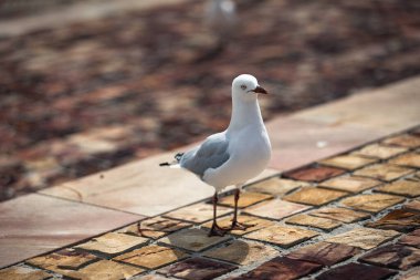 Seagull waiting for food in an urban street setting clipart