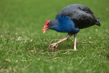 Pukeko gathering food in the Park clipart