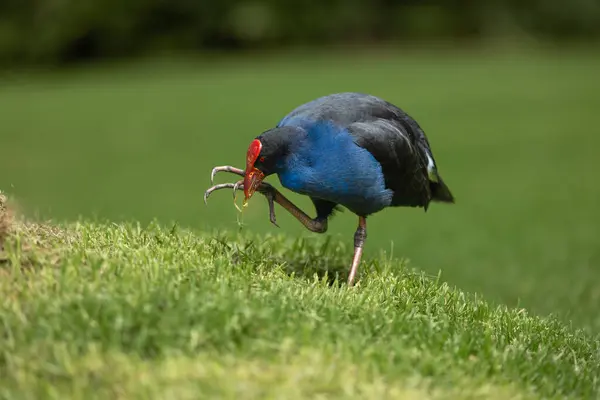 Pukeko parkta yiyecek topluyor.