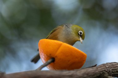 Bir Waxeye, ya da Gümüşgöz, portakal dilimine tünemiş, narenciyenin tadını çıkarıyor. Bu yakın çekim kuşun karmaşık tüylerini yakalar, vahşi yaşamın ve doğanın güzelliğini vurgular, kuş gözlemciliği ve vahşi yaşam fotoğrafçılığı için mükemmeldir..