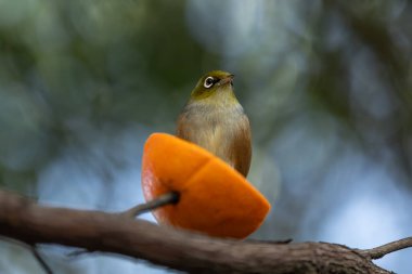 A Waxeye, or Silvereye, perched on an orange slice, savoring the citrus. This close-up captures the bird's intricate feathers, highlighting the beauty of wildlife and nature, perfect for birdwatching and wildlife photography. clipart
