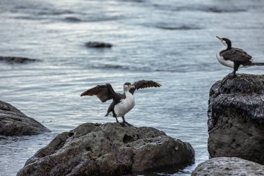 territorial shags on the rocky shoreline, their wings outstretched as they get ready to defend their territory on the rugged coast of Kaikoura, New Zealand clipart