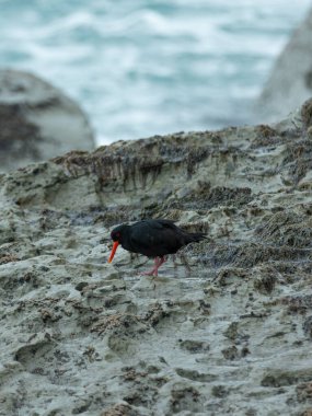 An Oystercatcher foraging for food at the rocky coastline in Kaikoura, New Zealand. Their black plumage contrasts with the bright, rugged coast clipart