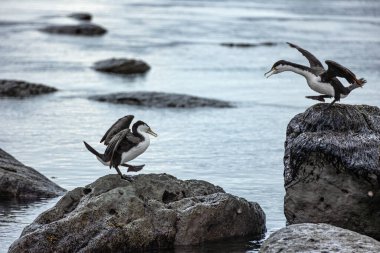 territorial shags on the rocky shoreline, their wings outstretched as they get ready to defend their territory on the rugged coast of Kaikoura, New Zealand clipart