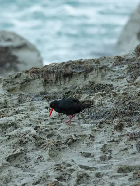 stock image An Oystercatcher foraging for food at the rocky coastline in Kaikoura, New Zealand. Their black plumage contrasts with the bright, rugged coast