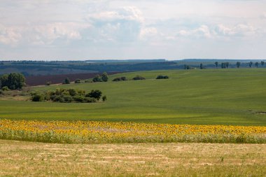 Sonsuz tarlalar çeşitli ekinlerle ekilir. Ayçiçeği tarlası şeridi. Huzurlu kırsal alan. Ukrayna 'nın doğusunda, Slobozhanshyna' da bir yerde yaz mevsimi.