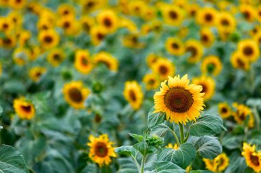 Büyük tarlalar ayçiçekleri ile ekilir. Etkileyici bir kırsal alan. Yazın ortasında Ukrayna 'nın güneyinde, Mykolaiv bölgesinde bir yerde.