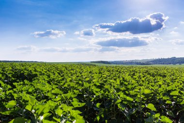 Büyük tarlalar ayçiçekleri ile ekilir. Ekin, tohum ektikten sonra iyi büyür. Sağlıklı yaprakları ve güçlü sapları vardır. Yaz ortasında, Ukrayna 'nın orta kesiminde Znamyanka yakınlarında bir yerde..