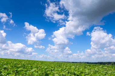 Büyük tarlalar ayçiçekleri ile ekilir. Ekin, tohum ektikten sonra iyi büyür. Sağlıklı yaprakları ve güçlü sapları vardır. Yaz ortasında, Ukrayna 'nın orta kesiminde Znamyanka yakınlarında bir yerde..