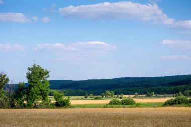 Tepelerin yamaçlarındaki uçsuz bucaksız tarlalar çeşitli ekinlerle ekilmiştir. Huzurlu kırsal alan. Yaz sonu Ukrayna 'nın orta kesiminde Chorniy Lis - Kara Orman, Znamianka yakınlarında.