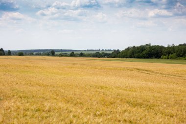 Olgun arpa ya da çavdar tarlaları hasat için hazır. Ukrayna 'da tipik yaz manzarası. Konsept teması: gıda güvenliği. Tarım. Çiftçilik. Yiyecek üretimi. Lviv bölgesi.
