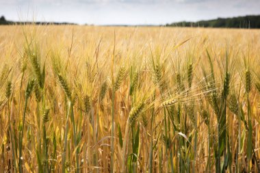Olgun arpa ya da çavdar tarlaları hasat için hazır. Ukrayna 'da tipik yaz manzarası. Konsept teması: gıda güvenliği. Tarım. Çiftçilik. Yiyecek üretimi. Lviv bölgesi.