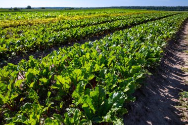 Tepelerin yamaçlarındaki tarlalar kırmızı tatlı pancarlarla döşenmiş. Kültür, tohum ektikten sonra iyi gelişir, sağlıklı yaprakları ve kök ekinleri vardır. Ukrayna 'nın batısındaki Lviv bölgesinde yaz mevsimi.