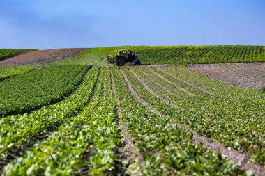 Küçük çiftçilerin tarlalarına havuç, soğan, patates, lahana, mısır, buğday, pancar, soya fasulyesi, fasulye ve diğer sebzelerle ekilen traktör. Ukrayna 'nın batısında, Lviv bölgesinde..