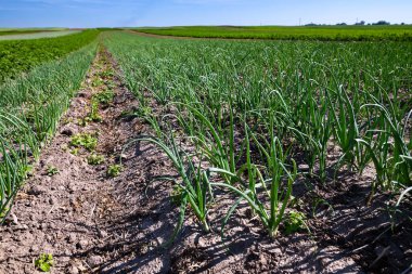 Tepelerin yamaçlarındaki tarlalarda taze soğan ekiliyor. Kültür, tohum ektikten sonra iyi gelişir, sağlıklı yaprakları ve kökleri vardır. Ukrayna 'nın batısındaki Lviv bölgesinde yaz mevsimi.