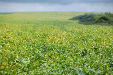 Soya fasulyesiyle ekilmiş bir tarla. Ekin, tohum ektikten sonra iyi büyür, sağlıklı yapraklara ve güçlü bir gövdeye sahiptir. Ukrayna 'nın batısındaki Lviv bölgesinde bir yerde..
