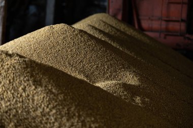Değirmen deposunda ya da tahıl asansöründe kurumuş soya taneleri yığını. Gıda pazarlarındaki ana emtia grubu. Ukrayna 'nın batısındaki Lviv bölgesinde bir yerde..