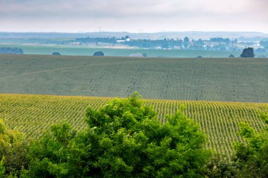 Mısır ekilmiş büyük bir çiftlik arazisi. Kültür yaz boyunca iyi gelişti, çiçek açtı ve koçanlarını oluşturdu. Yaz sonu Ternopil bölgesindeki Batı Ukrayna 'da.