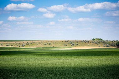 Mısır ekilmiş bir çiftlik arazisi. Ürün iyi büyüdü, güçlü bir gövdesi var ve koçanlar şekillendi. Kropyvnytskyi bölgesindeki orta Ukrayna 'da yazın başlangıcında güzel güneşli hava.