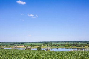 Mısır ekilmiş bir çiftlik arazisi. Ürün iyi büyüdü, güçlü bir gövdesi var ve koçanlar şekillendi. Kropyvnytskyi bölgesindeki orta Ukrayna 'da yazın başlangıcında güzel güneşli hava.