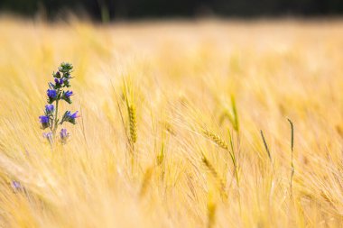 Olgun arpa ya da çavdar tarlaları. Ukrayna 'da tipik yaz manzarası. Konsept teması: gıda güvenliği. Tarım. Yiyecek üretimi. Ön planda mavi echium çiçekleri var. Lviv bölgesi.