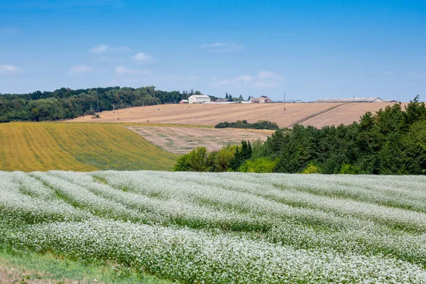 山上的大片农田被林带隔开了 一片盛开的荞麦地 乌克兰西部Ternopil地区的农业用地 — 图库照片
