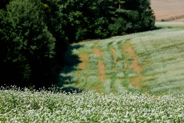 Huge Farm Fields Hills Separated Forest Strips Blooming Field Buckwheat — Stock Photo, Image