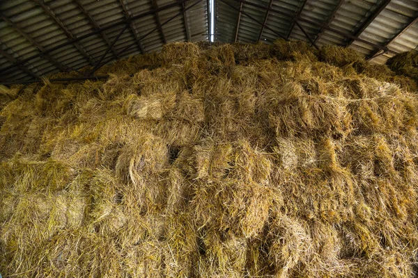 Opslag Van Hooi Stro Balen Boerderij Onderwerp Voorraadvorming Voedselzekerheid Landbouw — Stockfoto