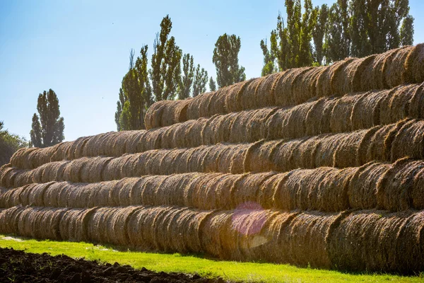 把干草和稻草堆放在农场里 概念主题 畜牧业 粮食保障 粮食生产 — 图库照片