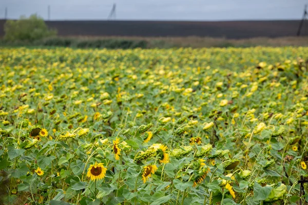 大片农田种满了向日葵 这种文化几乎已经成熟 夏末在乌克兰西部的某个地方 在利沃夫地区 — 图库照片