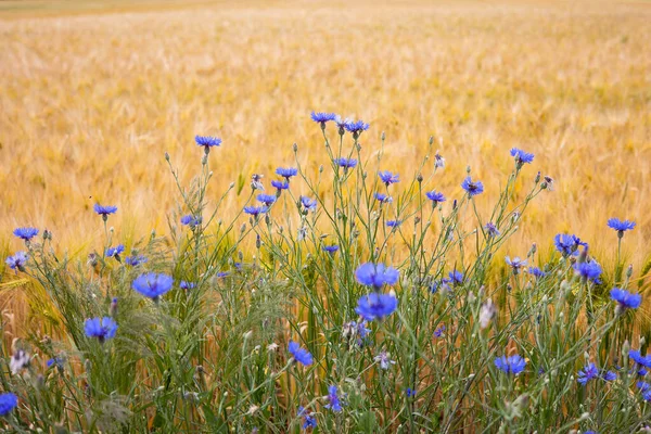 Fields Ripe Barley Rye Ready Harvest Typical Summertime Landscape Ukraine — Stock Photo, Image