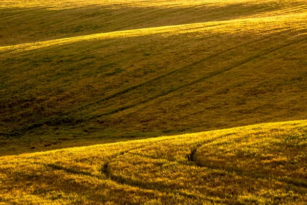 밭이나 밭이다 우크라이나 전형적 여름철 풍경이다 Food Security 문제이다 농사짓기 — 스톡 사진