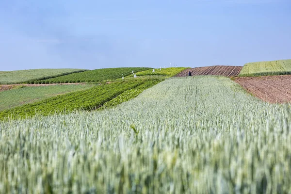 Yeşil Buğday Tarlaları Ukrayna Tipik Yaz Manzarası Konsept Teması Gıda — Stok fotoğraf