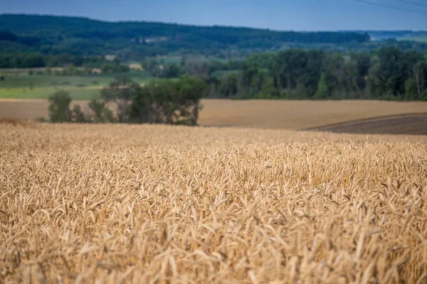 Ein Feld Mit Reifem Weizen Bereit Für Die Ernte Typische — Stockfoto