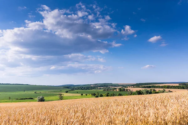 Olgun Buğday Tarlaları Hasat Için Hazır Ukrayna Tipik Yaz Manzarası — Stok fotoğraf