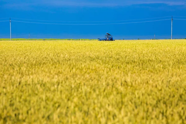 Fields Ripe Wheat Ready Harvest Typical Summertime Landscape Ukraine Concept — Stock Photo, Image