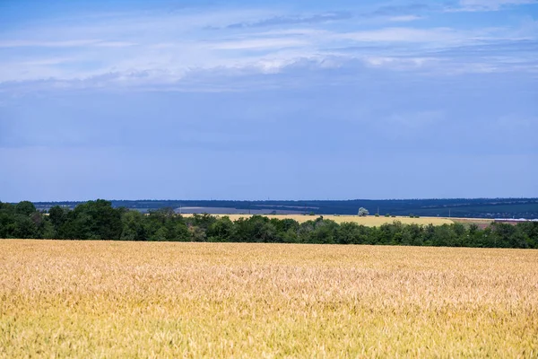 Ett Fält Moget Vete Redo För Skörd Typiskt Sommarlandskap Ukraina — Stockfoto