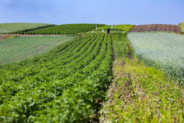 Farm Fields Slopes Hills Planted Potatoes Crop Grows Well Sowing — Stock Photo, Image