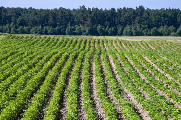 Farm Fields Slopes Hills Planted Potatoes Crop Grows Well Sowing — Stock Photo, Image