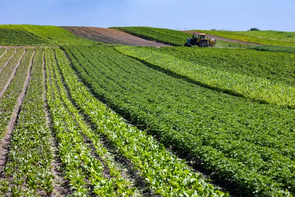 Tractor Sprayer Fields Small Farmers Planted Carrots Onions Potatoes Cabbage — Stock Photo, Image