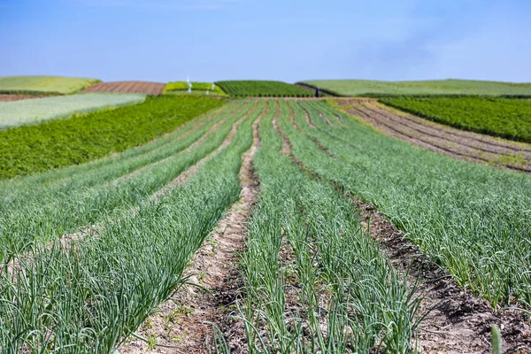 Farm Fields Slopes Hills Planted Spring Onion Culture Grows Well — Stock Photo, Image