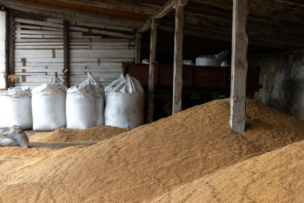 stock image Piles and sacks of wheat grains drying at mill storage or grain elevator. The main commodity group in the food markets