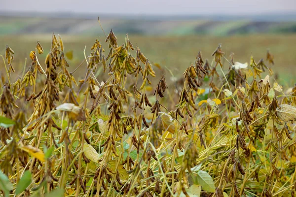Ein Feld Auf Dem Sojabohnen Gesät Werden Die Kultur Ist — Stockfoto