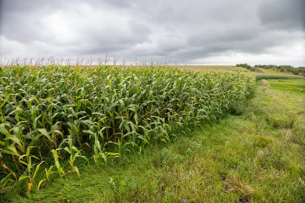 Ein Feld Das Mit Mais Gesät Wurde Die Kultur Wuchs — Stockfoto