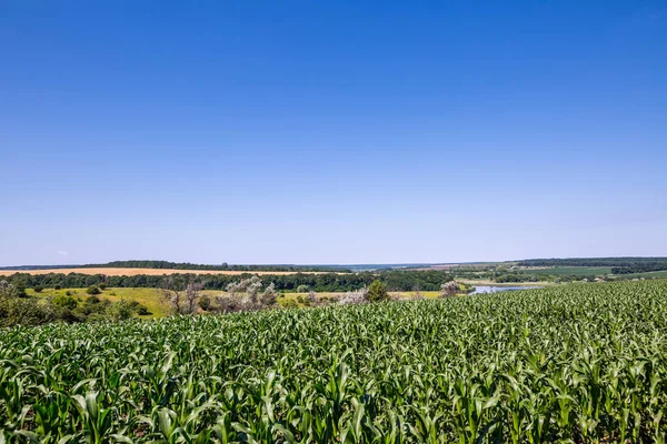 Ein Feld Das Mit Mais Gesät Wurde Die Ernte Ist — Stockfoto