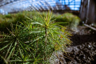 Çocuk bahçesinde kozalaklı ağaçlar, orman serasında Avrupa çamı filizleri. Ormanda yenilenebilir ormanların kullanımıyla ahşap üretimi teknolojisi.
